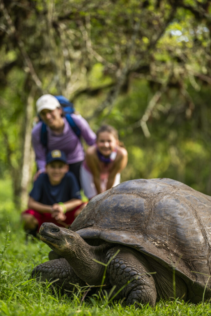 A family watching iconic giant tortoises in their natural habitat on Santa Cruz Island in the Galápagos Islands, Ecuador—an unforgettable encounter with one of the region’s most legendary species.