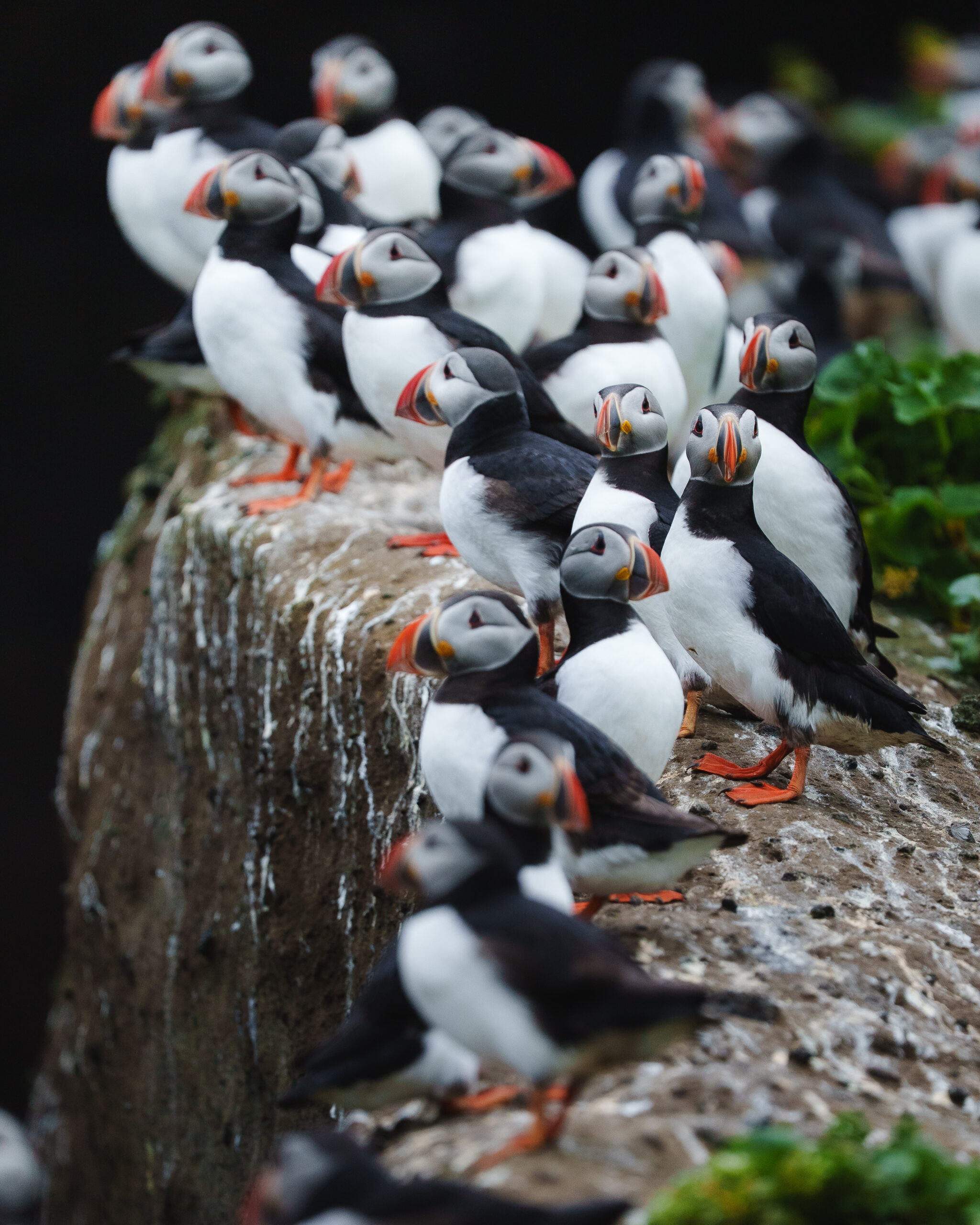 The Atlantic puffin, part of Iceland’s diverse birdlife, in its natural habitat.
